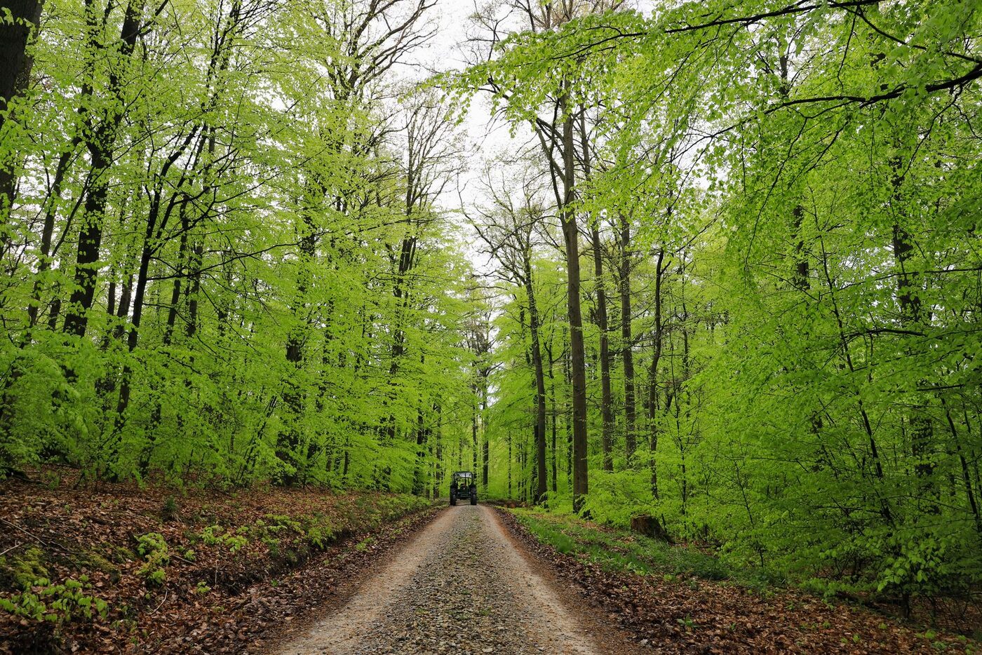 A gravel track running through tall timber